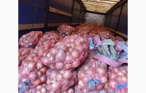 Цибуля пізніх сортів