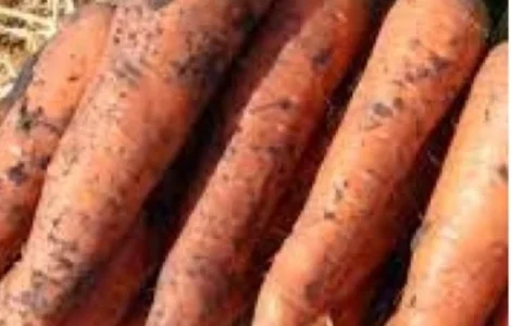 Продам морку