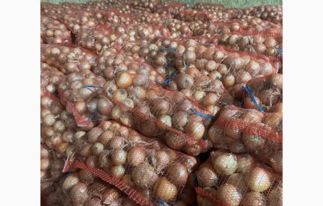 Продам Цибулю