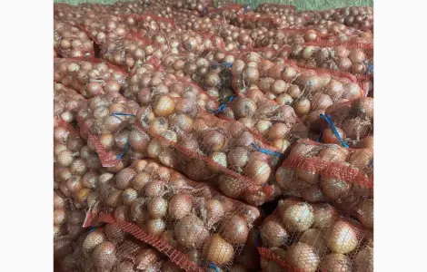 Продам Цибулю