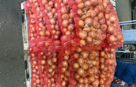 Цибуля 1 гатунок