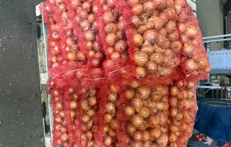 Лук 1 сорт