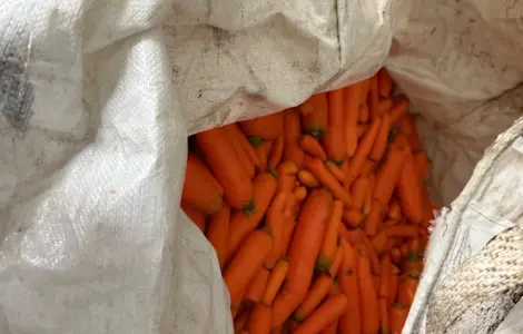 Продам морква 3 сорт мита