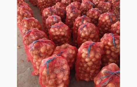 Цибуля Болеро