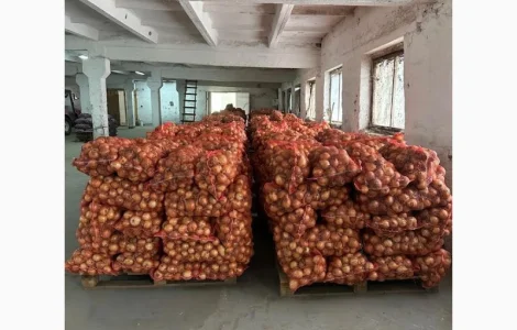 Цибуля "Центуріон"