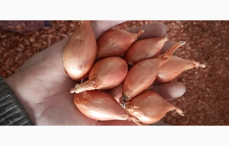 Цибуля кущівка ( шалот)