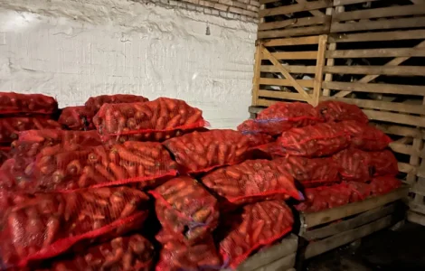 Продам товарную морковь сорт Каскад