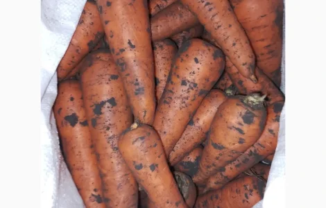 Продам морковь