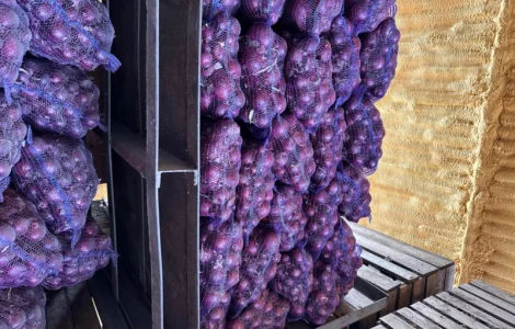 Продаємо червоний лук Марс оптом