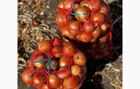 Продам цибулю Медузу ціна договірна