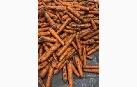 Морква 1 гатунок