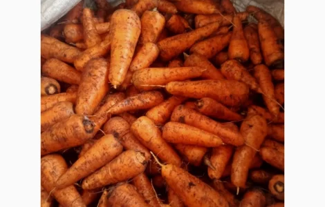 Продам моркву 1 та 2 сорт від фермера з 20 тонн