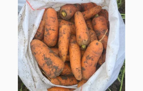 СРОЧНО продам морковь от производителей и поставщиков с 10 тонн