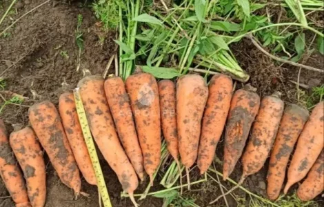 Продам моркву на переробку