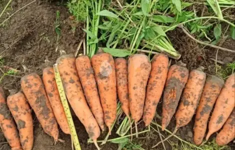Продам моркву на переробку