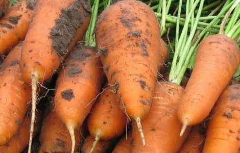 Продам морковь оптом