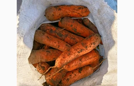 Продам моркву Каскад