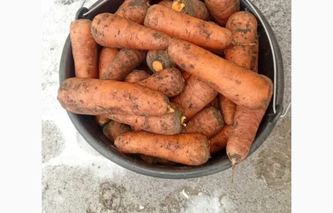 Продам моркву сорту Каскад