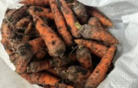 Продам товарну моркву сорт Канада