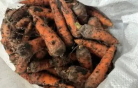 Продам товарную морковь сорт Канада