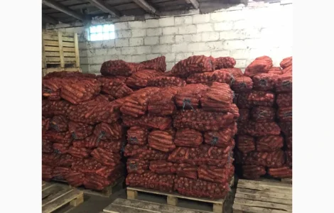 Продам моркву від 24 тон від фермера