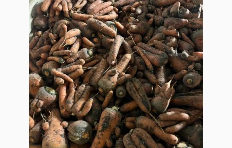 Продам моркву нестандарт