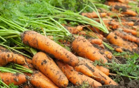 Продам морковь