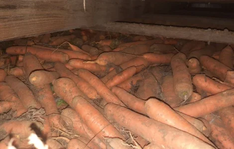 Продам моркву Польща