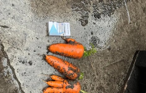 Продаж моркви некондиції