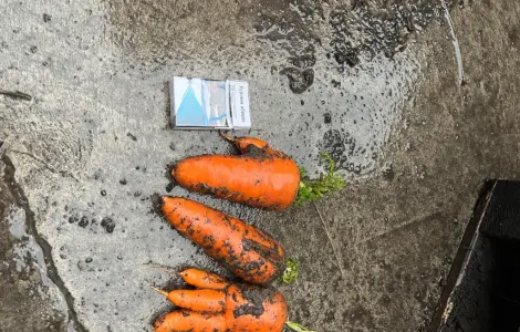 Продам моркву некондицію