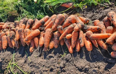 Продам моркву