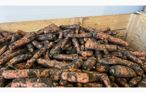 Морква 2 сорт