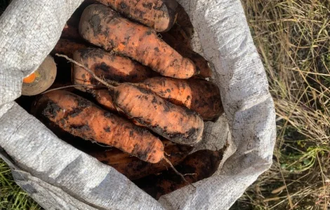 Морква каскад