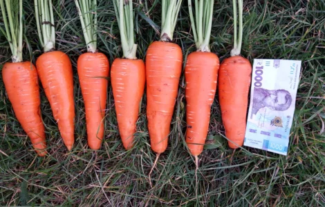 Продам товарну моркву сорт Акат Болівар в мішках по 20 кг