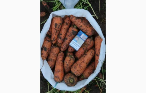 Продам морковь