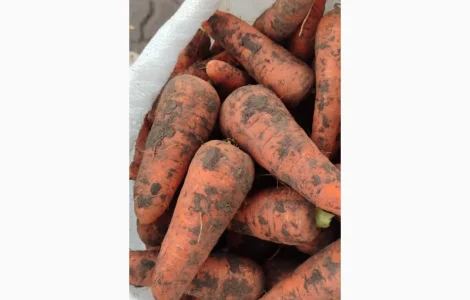 Продам моркву