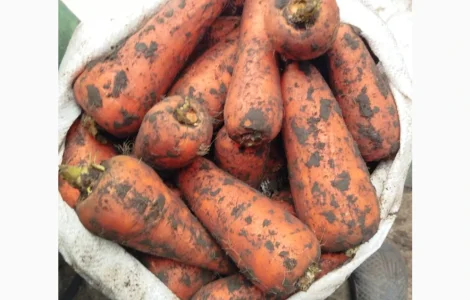 Продам моркву Абразо