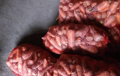 Продам моркву