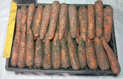 Морква товарна