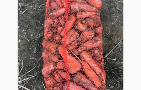 Морква столова