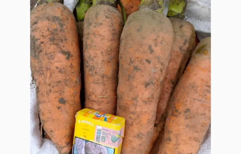 Продаємо морковчу