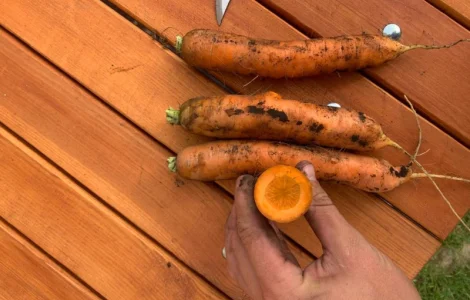 Продам моркву 1 сорт немита