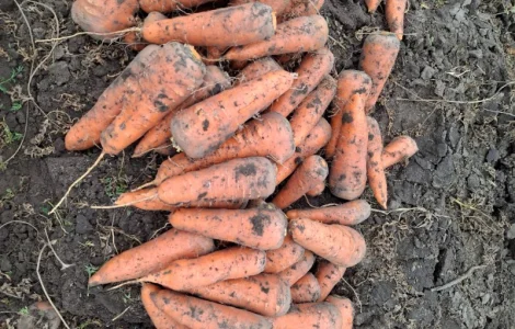 Морковь сорт Каскад, капуста и лук на продажу