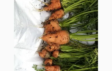 Продам моркву другого сорту для переробки та корму для тварин