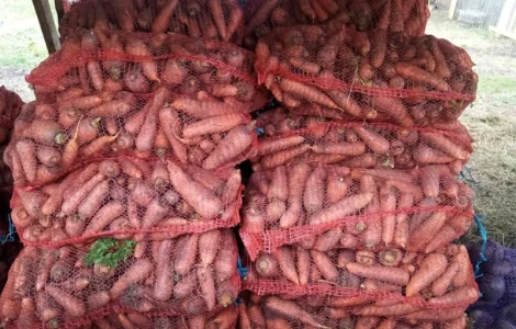 Продам моркву сорт Болтекс