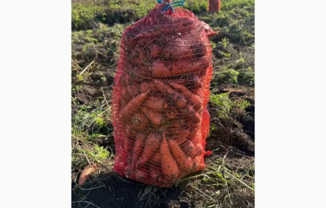 Продам моркву 2 тони