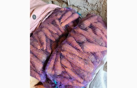 Продам моркву гібрид болівар