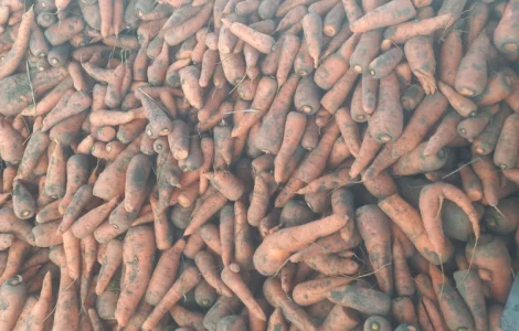 Продам Моркву 1сорт/2сорт