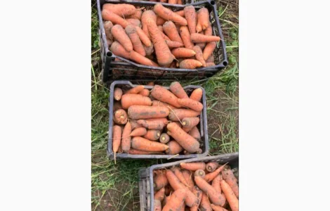 Продам моркву