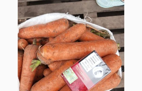 Продаём морковь хорошего качества